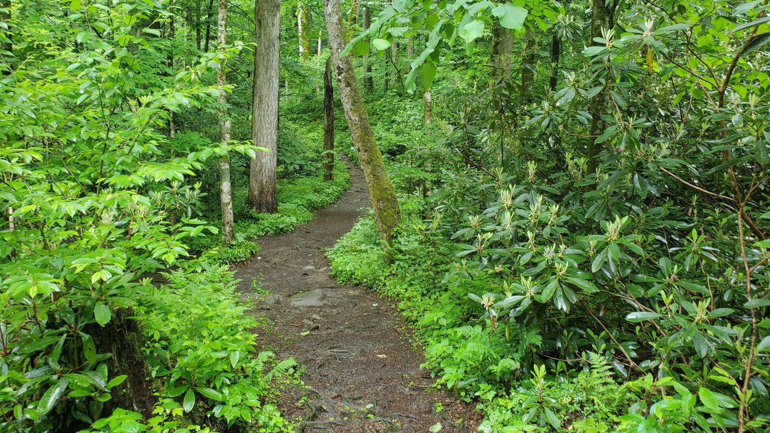 Porters Creek to Fern Falls 